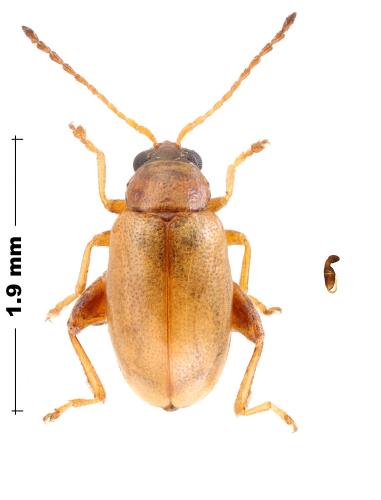 Longitarsus pratensis